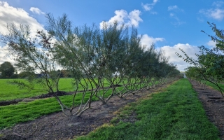 Salix rosmarinifolia