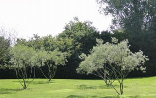 Salix rosmarinifolia meerstammig 300-350