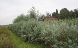 Salix rosmarinifolia