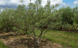 Salix rosmarinifolia meerstammig 200-250