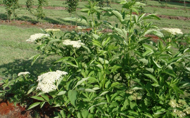 Sambucus nigra