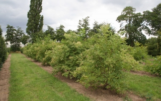 Sambucus nigra meerstammig 300-350