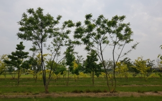 Styphnolobium japonicum (Sophora)