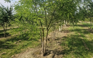 Stypnolobium japonicum