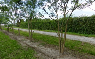 Sophora japonica meerstammig 500-600