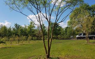 Sophora japonica 500-600 meerstammig