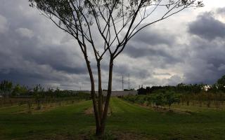 Sophora japonica meerstammig 500-600