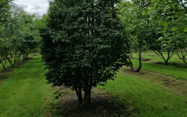 Sorbus alnifolia 'Red Bird'