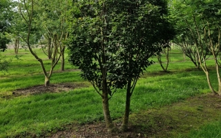 Sorbus alnifolia red bird 3