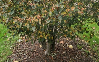 Sorbus alnifolia red bird