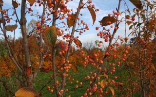 Sorbus alnifolia 'Red Bird' herfstkleur + bes