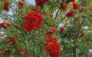 Sorbus aucuparia (4)