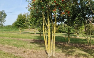 Sorbus aucuparia meerstammig