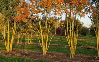Sorbus aucuparia