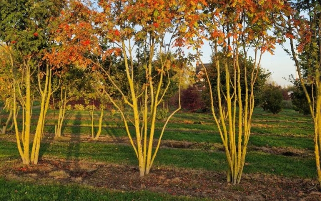 Sorbus aucuparia