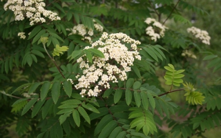 Sorbus aucuparia bloei