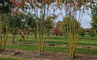 Sorbus aucuparia 500-600 meerstammig