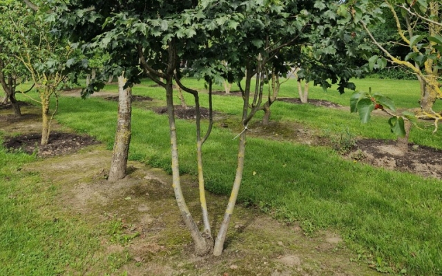 Sorbus torminalis
