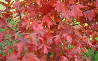 Sorbus torminalis herfstkleur