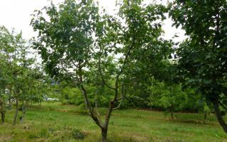 Sorbus torminalis meerstammig 400-500