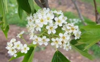 Sorbus torminalis bloei