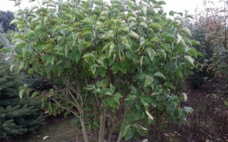 Syringa vulgaris meerstammig 200-250