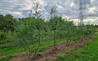Tamarix tetrandra