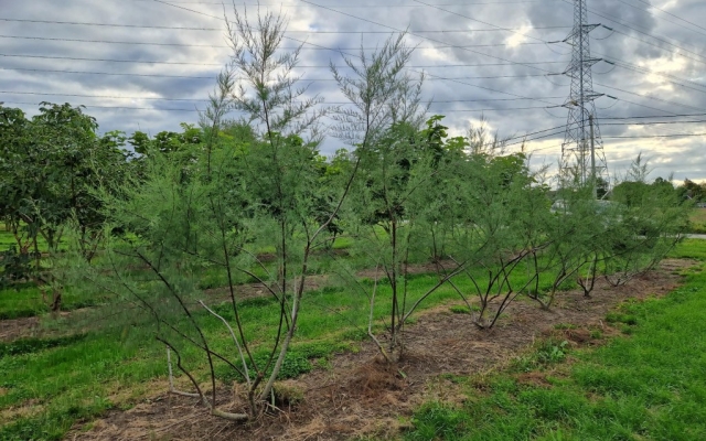 Tamarix tetrandra