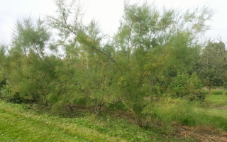 Tamarix parviflora meerstammig 300-350