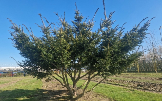 Taxus baccata