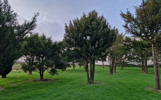 Taxus baccata (4)
