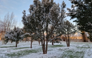 Taxus baccata (6)