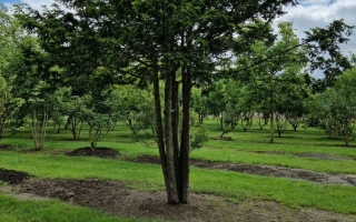 taxus baccata 1