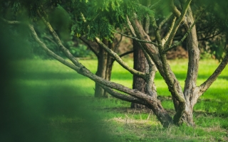 taxus baccata_DSC4080