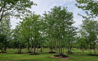 Tilia cordata 