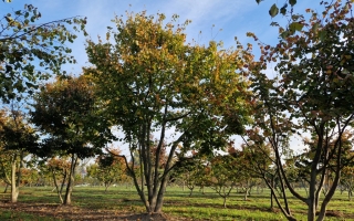 Tilia cordata 