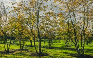 tilia cordata_DSC9059-HDR