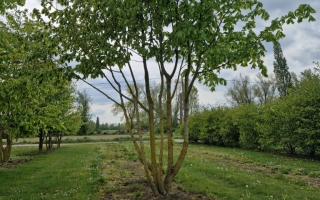 Tilia platyphyllos 7