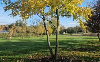 Tilia platyphyllos 8