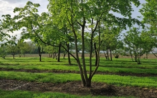 tilia platyphyllos