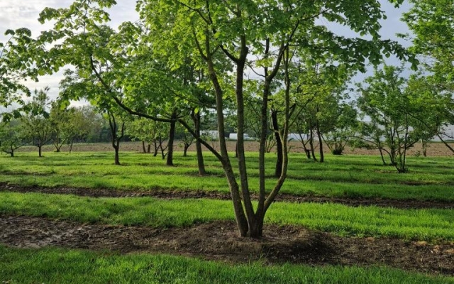 Tilia platyphyllos