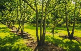 tilia platyphyllos_DSC3716-HDR