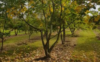 Tilia tomentosa 600-700 meerstammig