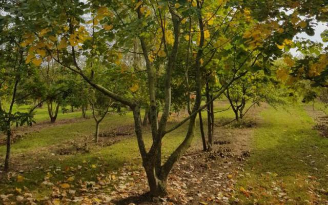 Tilia tomentosa