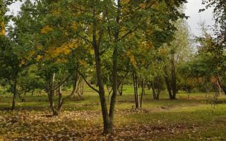 Tilia tomentosa 600-700