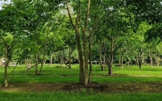 ulmus laevis 2