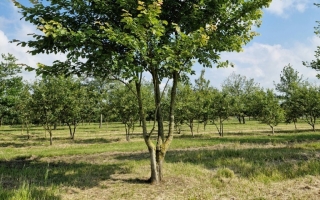 Ulmus laevis 3 (2)