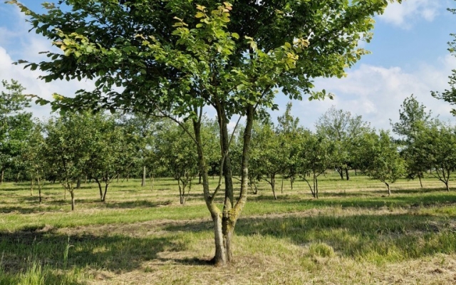 Ulmus laevis