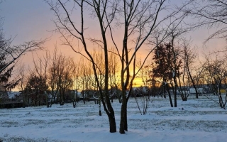 ulmus laevis 3