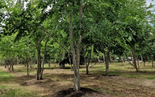 Ulmus laevis